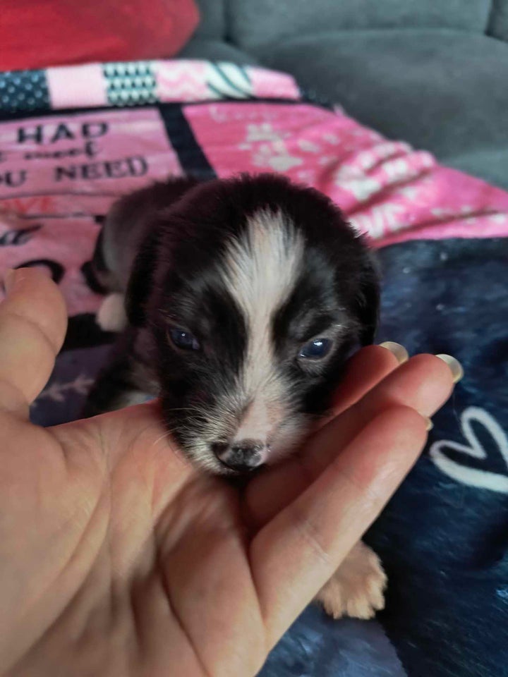 Chinese crested , hvalpe, 3 uger