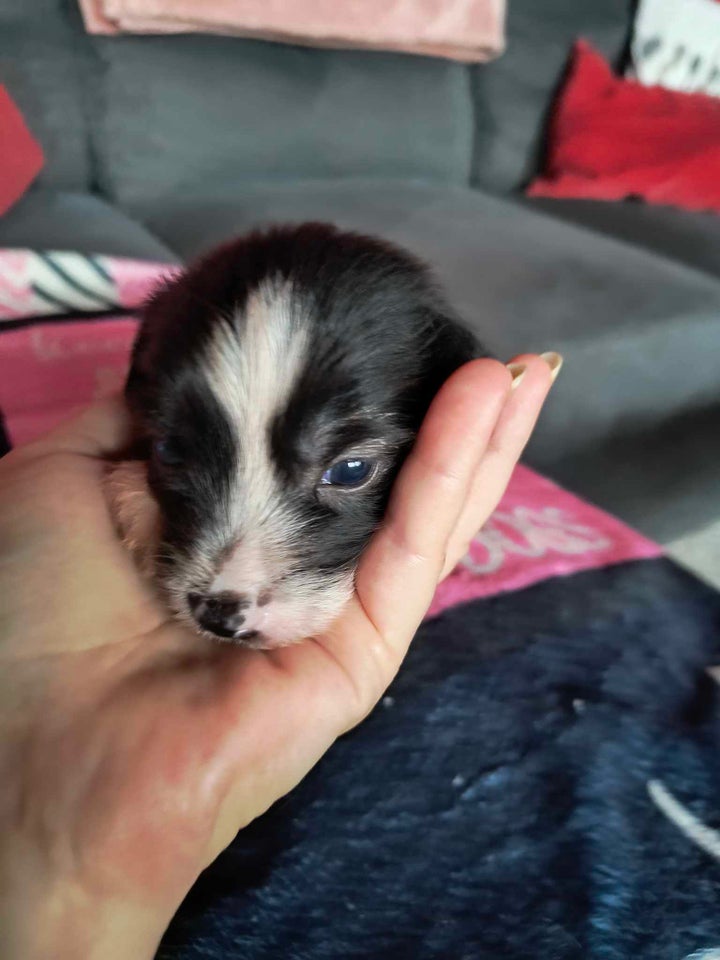 Chinese crested , hvalpe, 3 uger