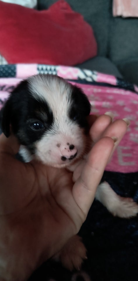 Chinese crested , hvalpe, 3 uger