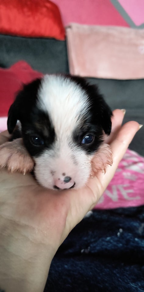 Chinese crested , hvalpe, 3 uger