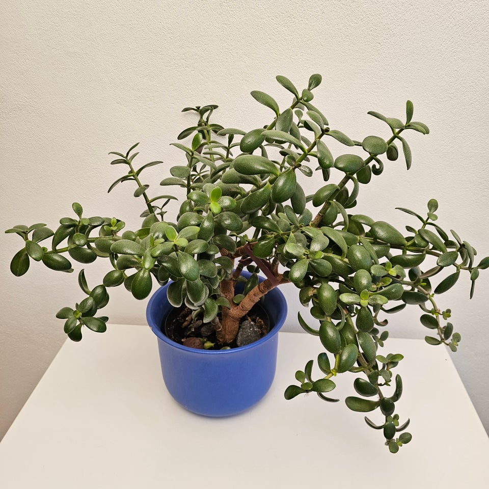 Crassula Ovata