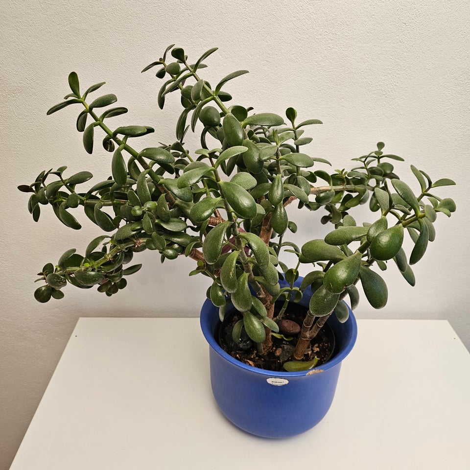 Crassula Ovata