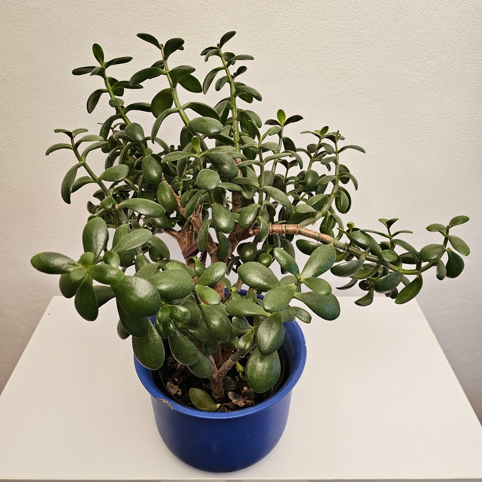 Crassula Ovata