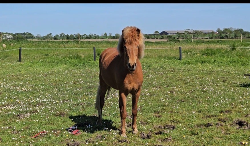 Islænder hoppe 7 år