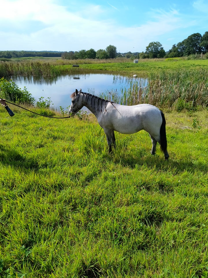 Welsh hoppe 1 år