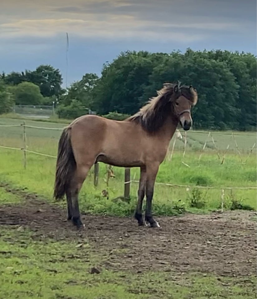 Islænder vallak 1 år