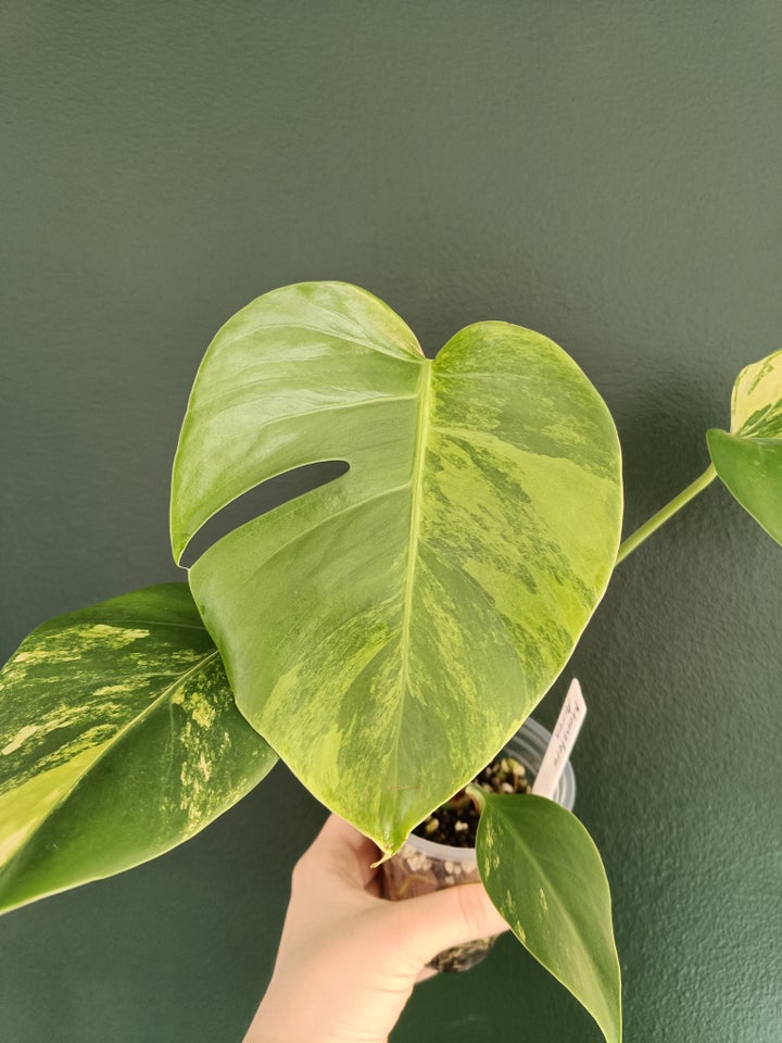 Monstera, Deliciosa Aurea