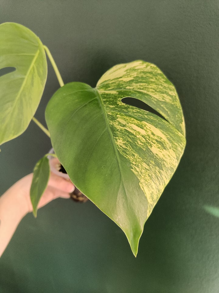 Monstera, Deliciosa Aurea