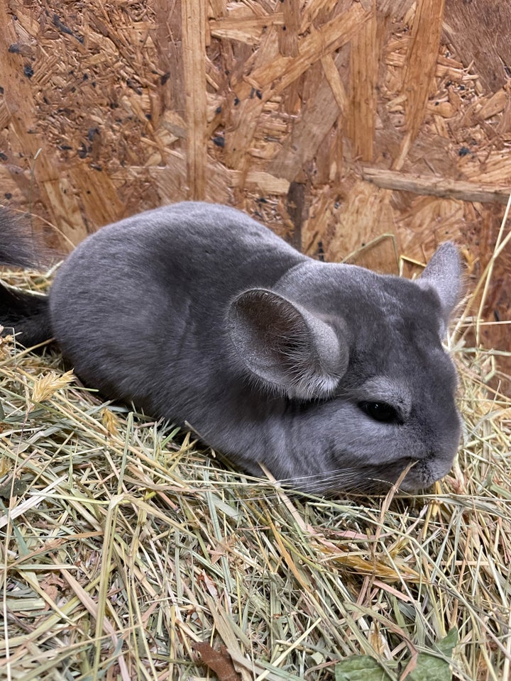 Chinchilla, 140922 år