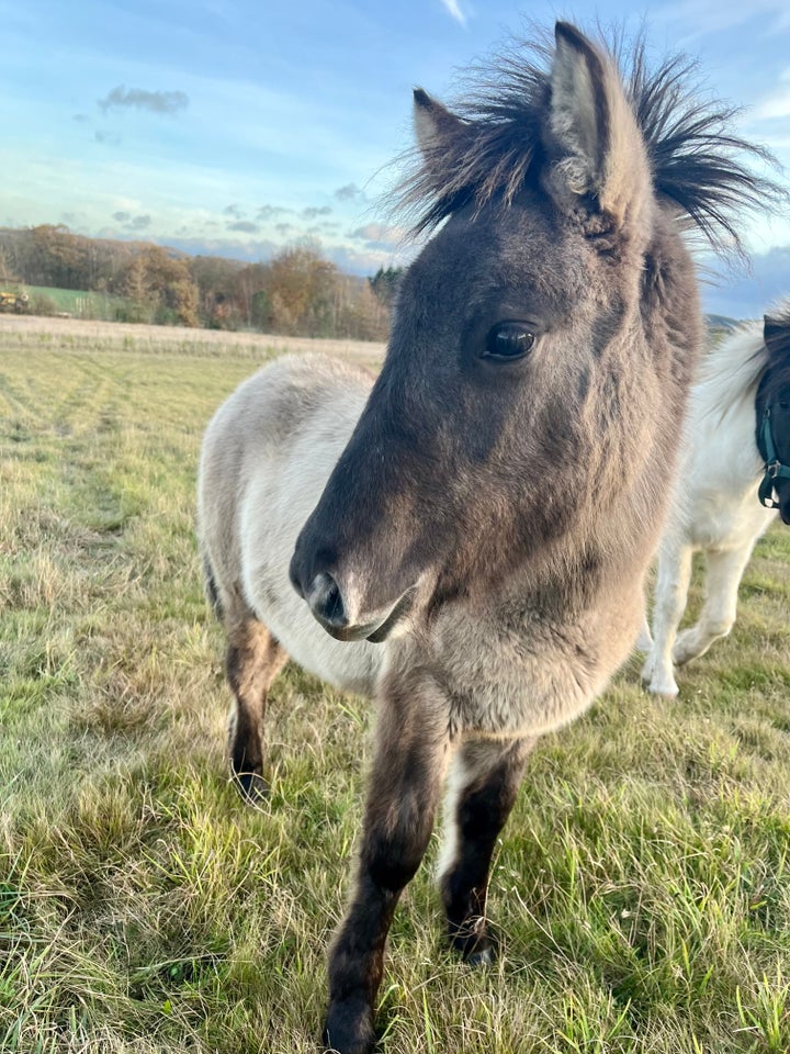 Islænder, hingst, 0 år