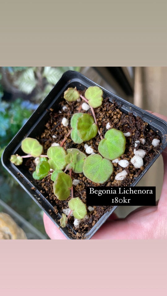 terrarieplanter Begonia