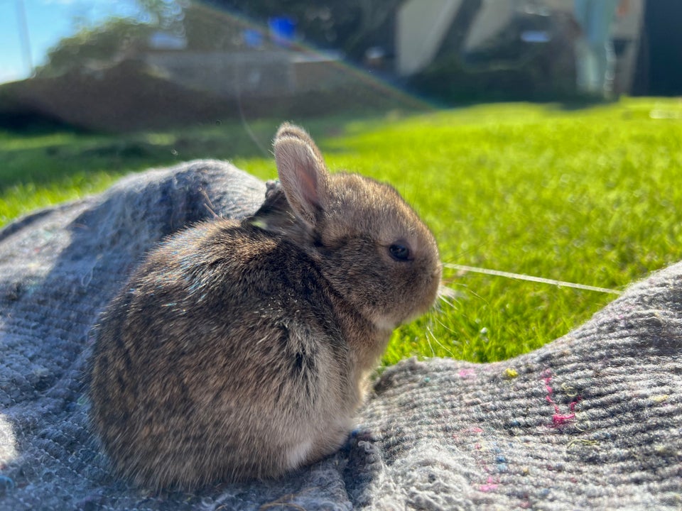 Kanin, Hermilin, 0 år