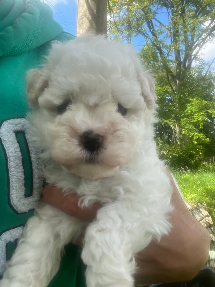 Bichon Frise hvalpe 7 uger