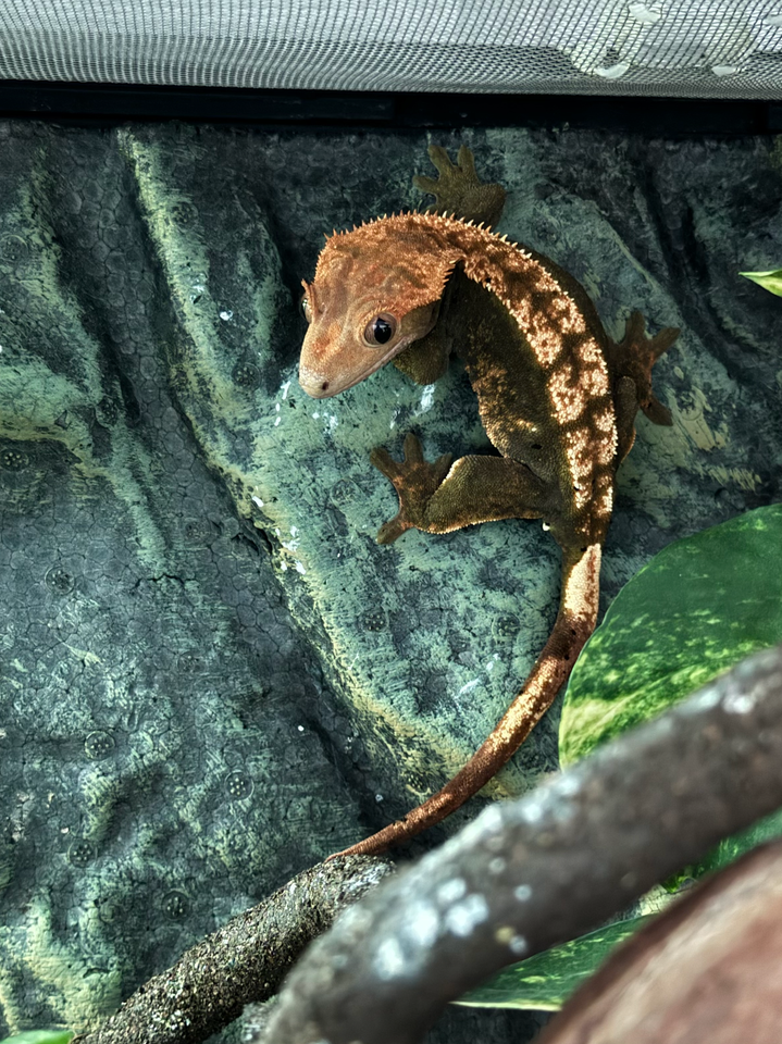 Gekko, Crested gecko, Tokay gecko