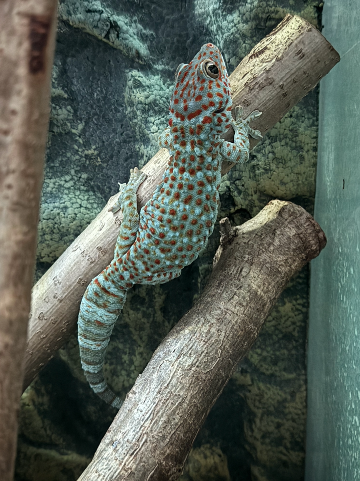 Gekko, Crested gecko, Tokay gecko