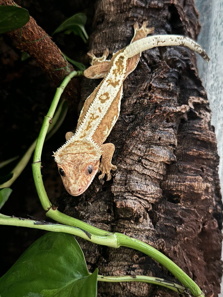 Gekko, Crested gecko, Tokay gecko