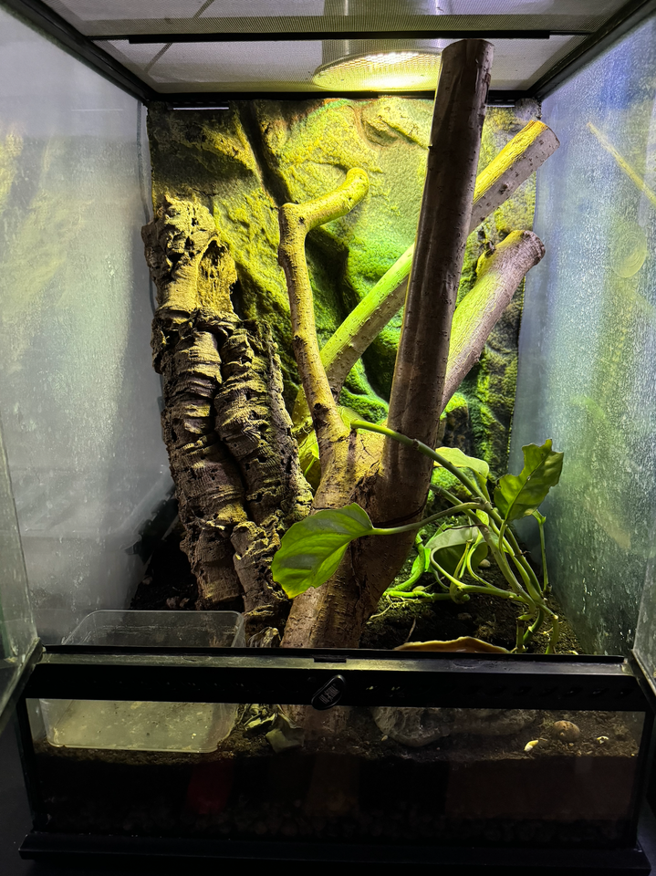 Gekko, Crested gecko, Tokay gecko