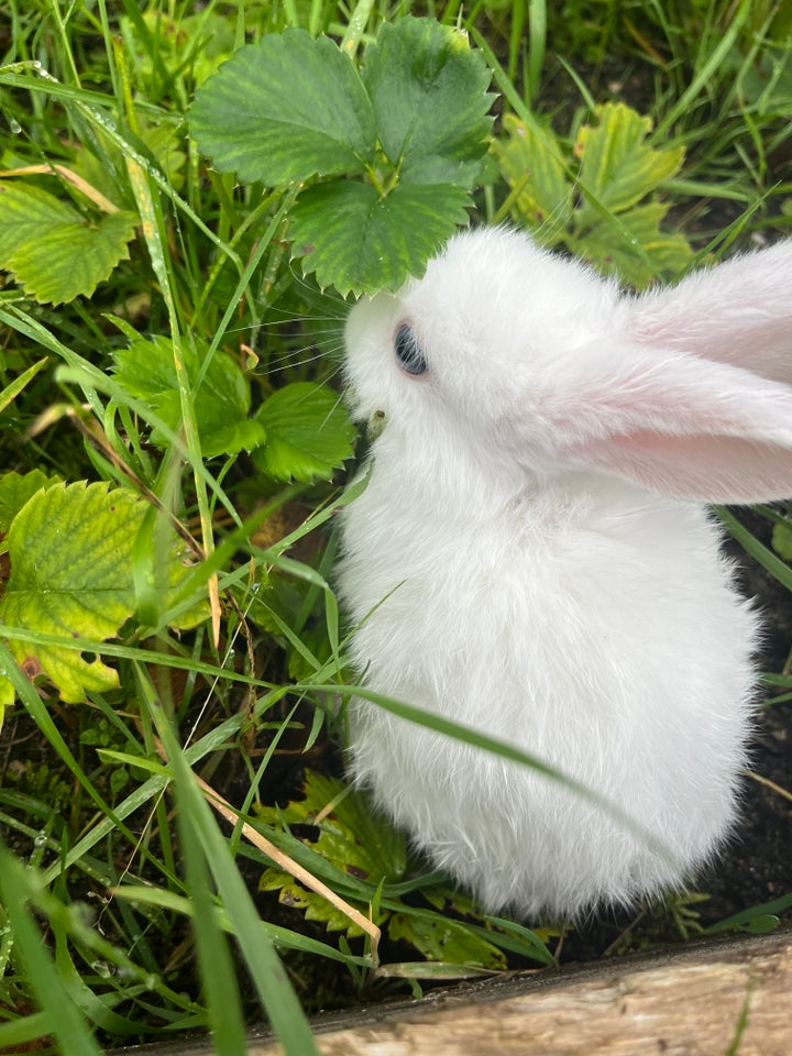 Kanin, Dværgvædder, 0 år