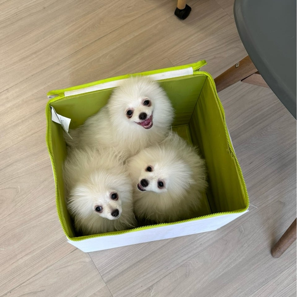 Pomeranian hvalpe 4 mdr