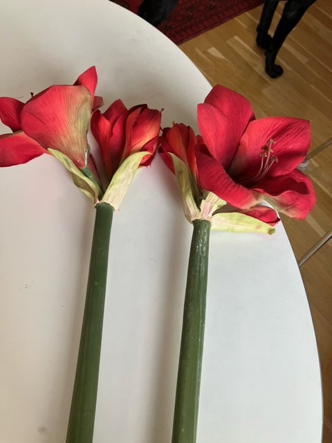 Kunstige blomster Amaryllis