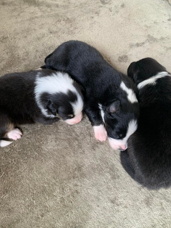 Australian Shepherd