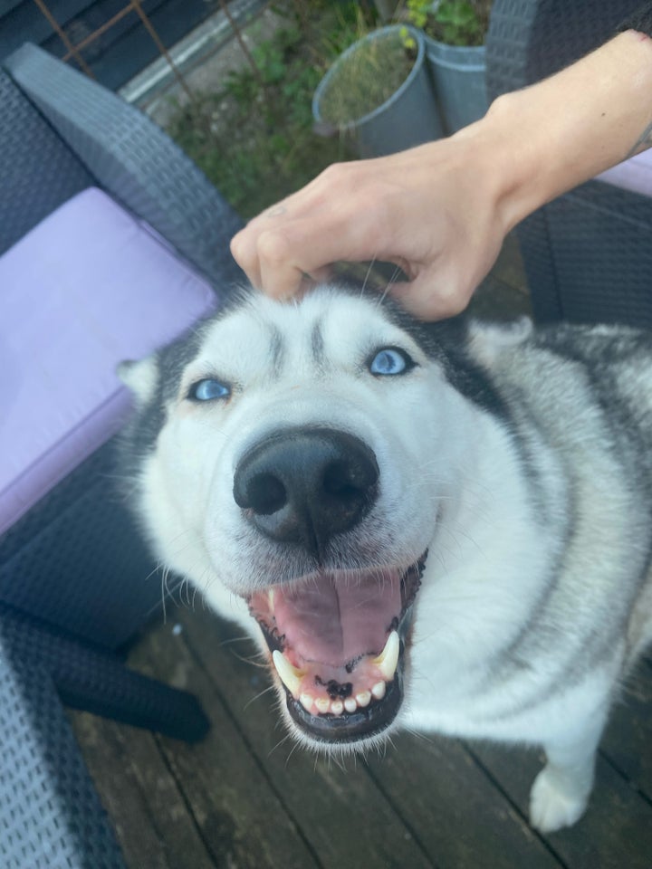 Sibirien Husky, hund, 5 år