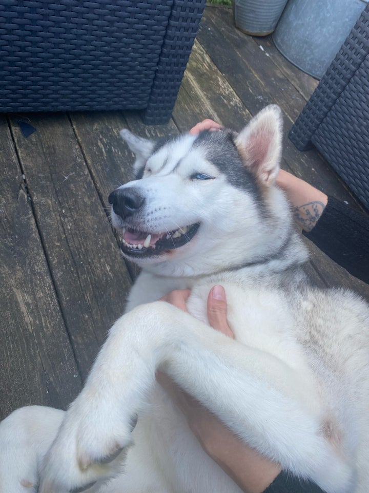 Sibirien Husky, hund, 5 år