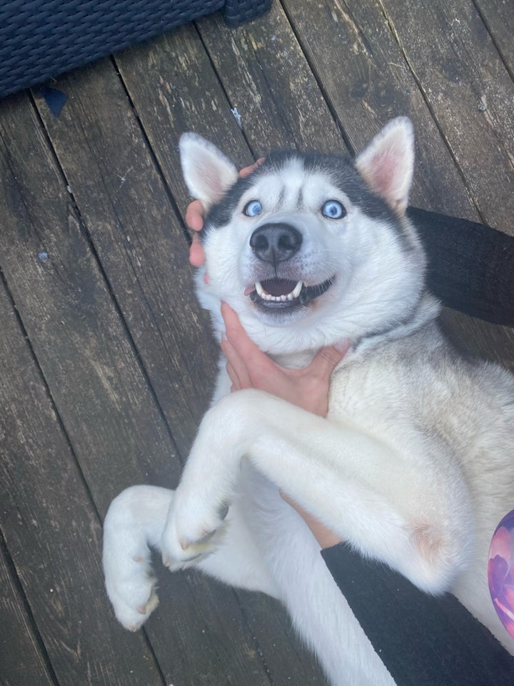 Sibirien Husky, hund, 5 år