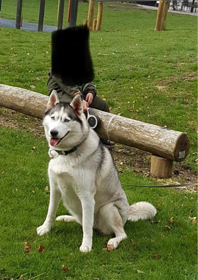 Sibirien Husky, hund, 5 år