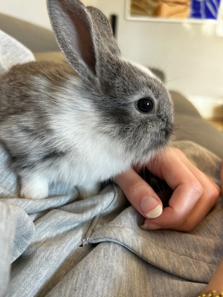 Kanin, Løvehoved, 0 år