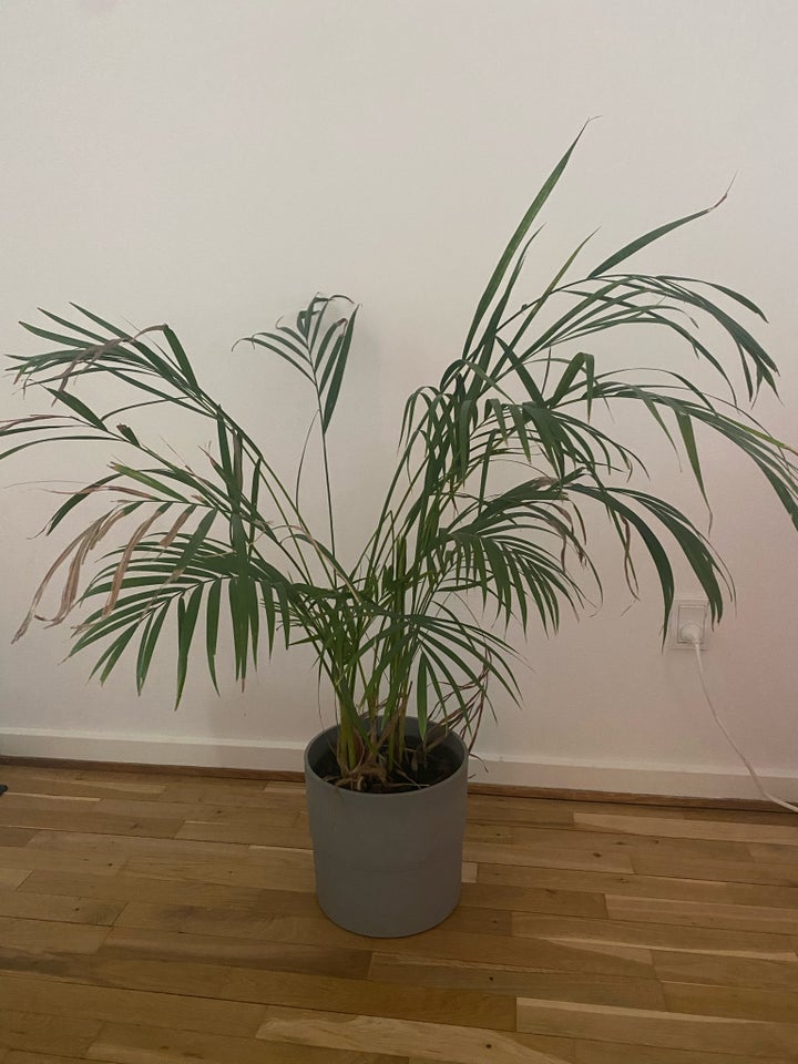 areca palm