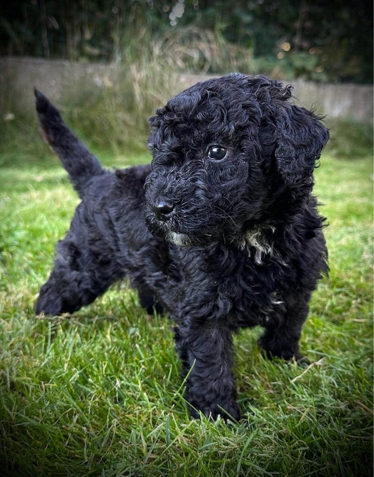 De dejligste Goldendoodle h...