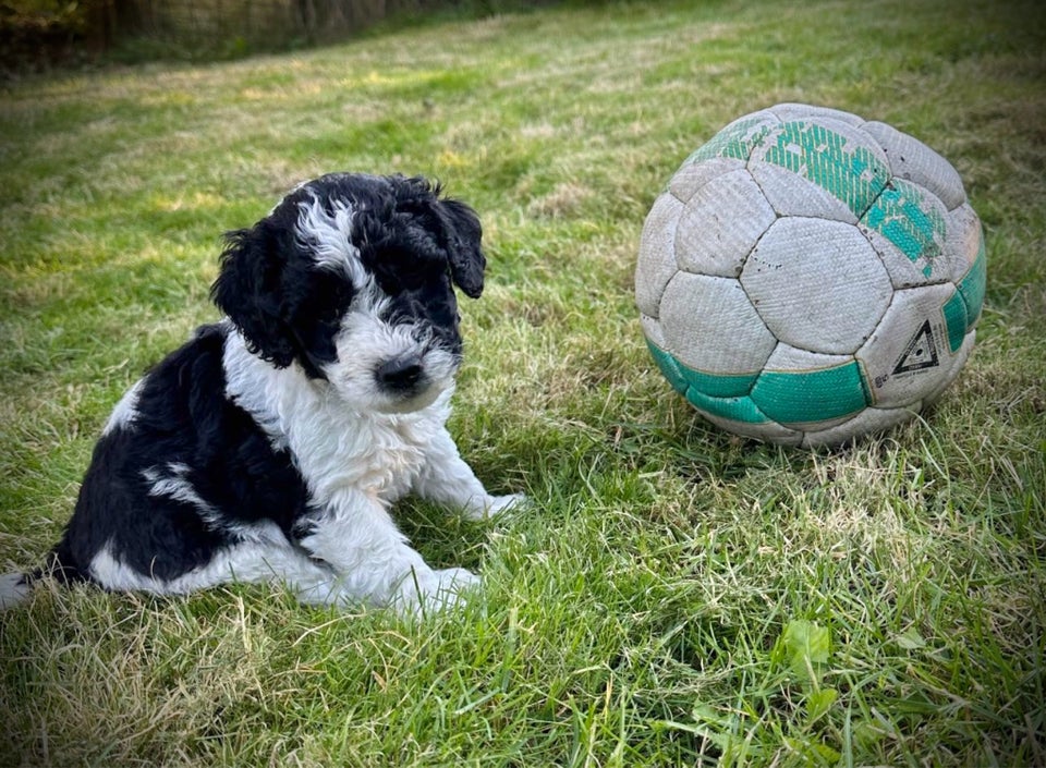 De dejligste Goldendoodle h...