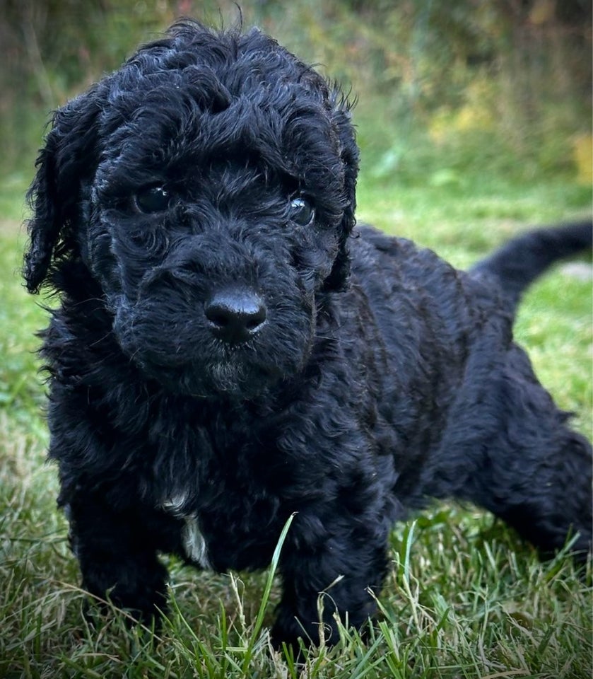 De dejligste Goldendoodle h...