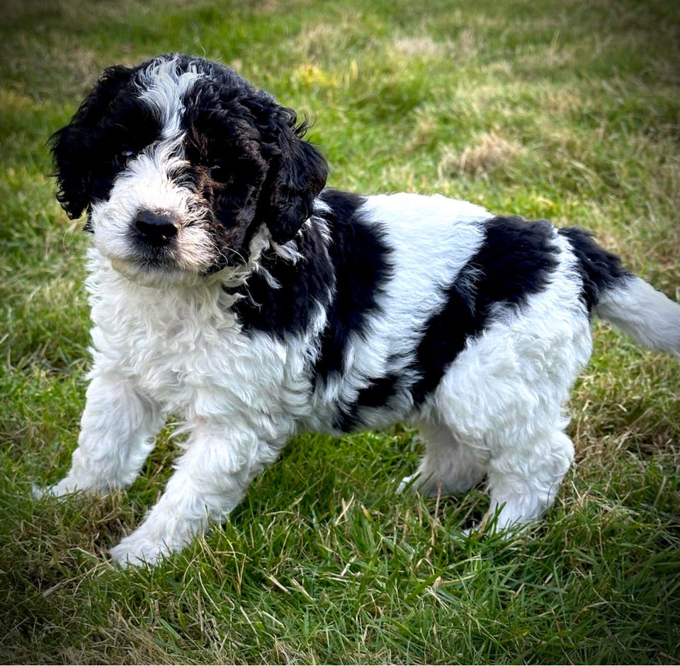 De dejligste Goldendoodle h...