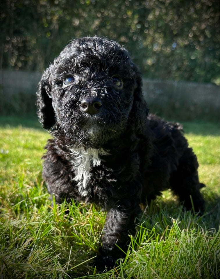 De dejligste Goldendoodle h...