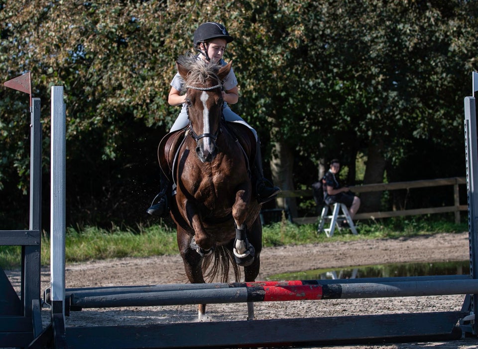 New Forest, hoppe, 13 år