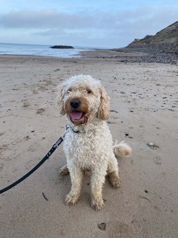 GoldenDoodle /GoldenDoodle