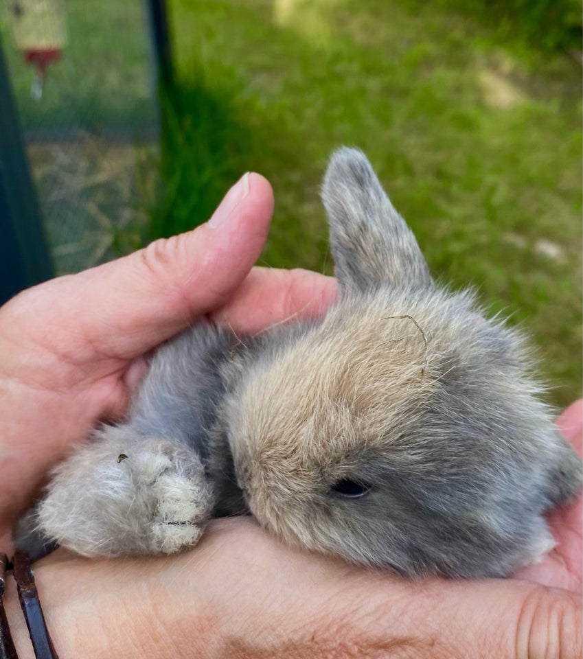 Kanin Mini lop 0 år