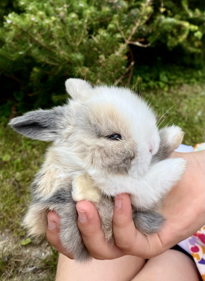 Kanin Mini lop 0 år