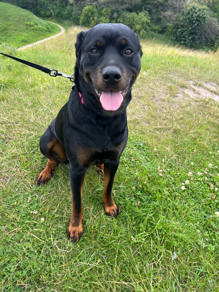 Rottweiler  hund 2 år