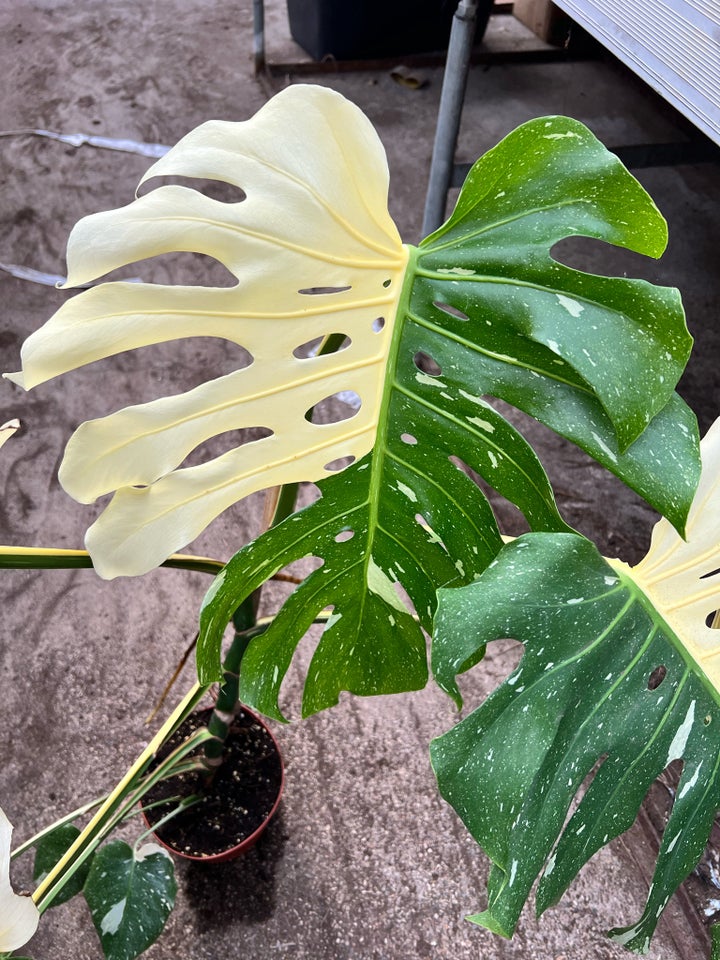 Monstera Monstera Thai