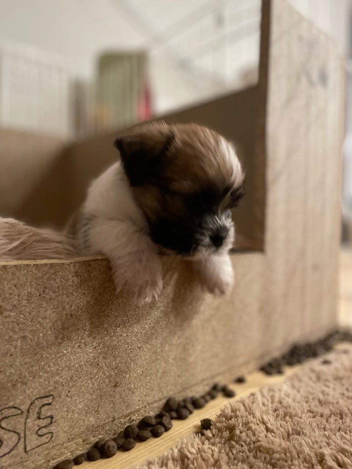 Shih Tzu / Blanding