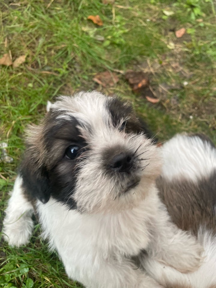 Shih Tzu / Blanding