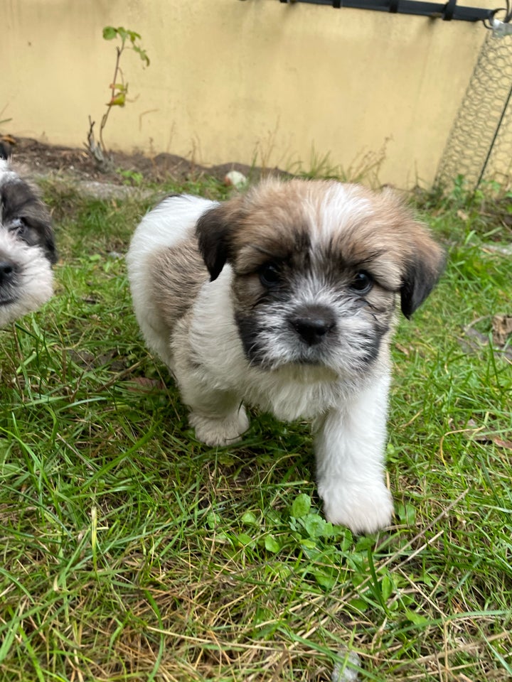 Shih Tzu / Blanding