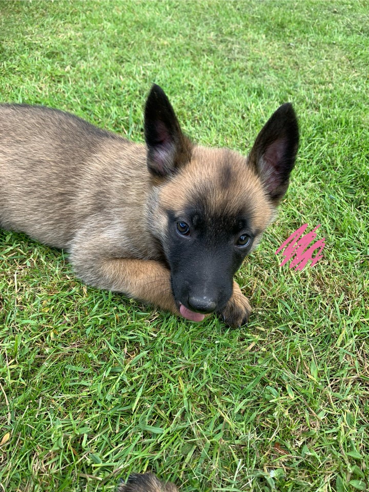 Malinois belgisk hyrdehund