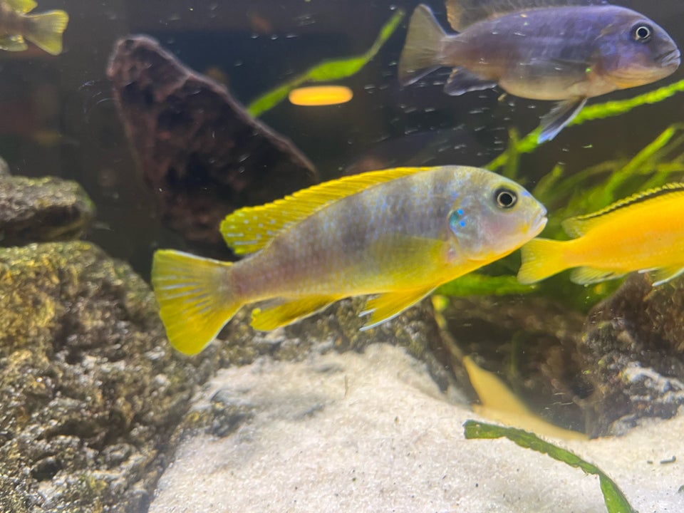 LABIDOCHROMIS SP PERLMUTT, 5 stk.