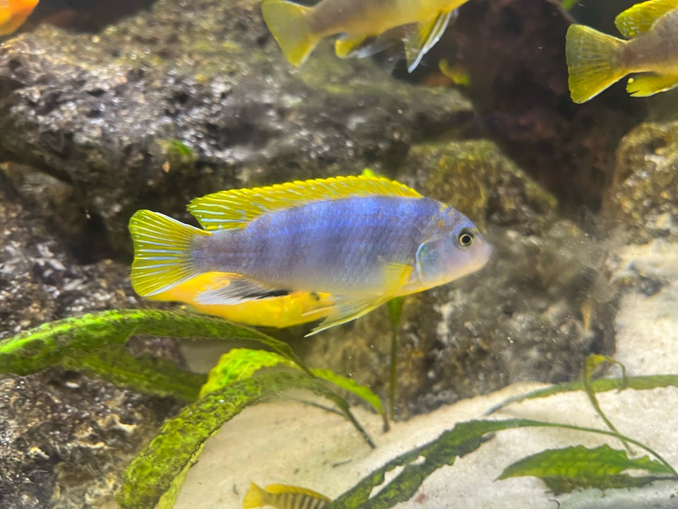 LABIDOCHROMIS SP PERLMUTT, 5 stk.