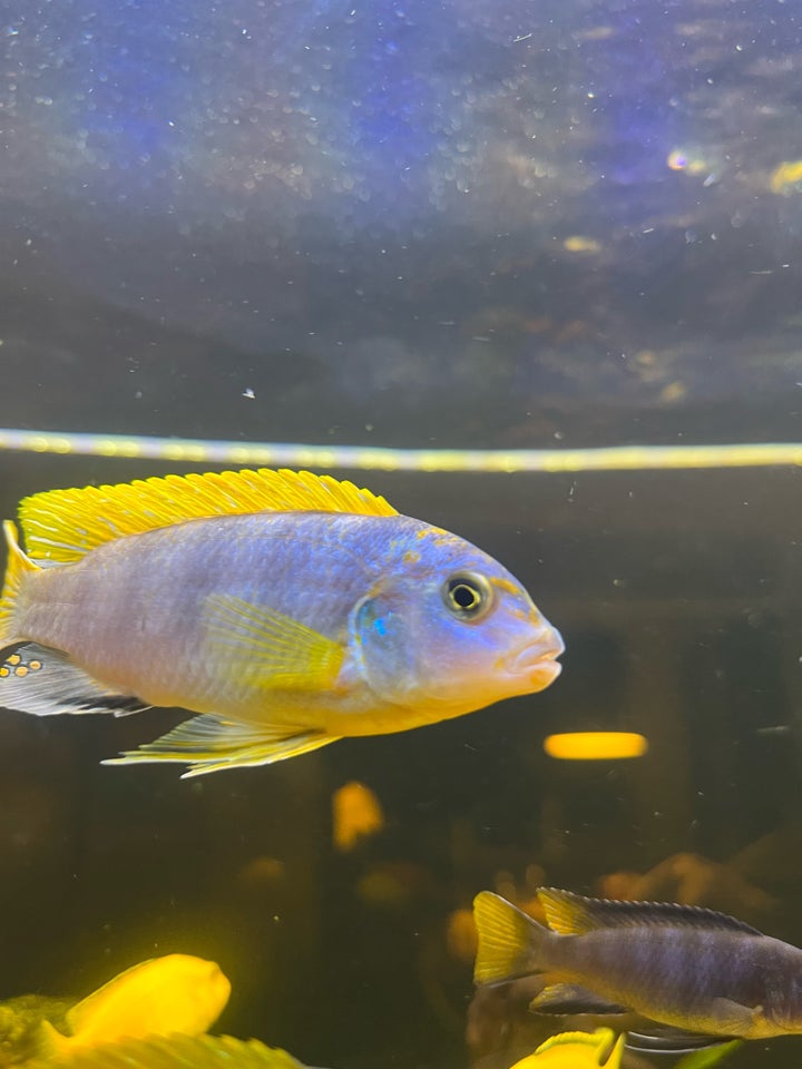 LABIDOCHROMIS SP PERLMUTT, 5 stk.