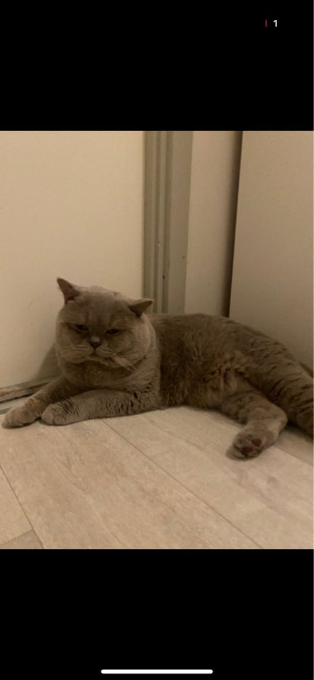 Hankat British shorthair